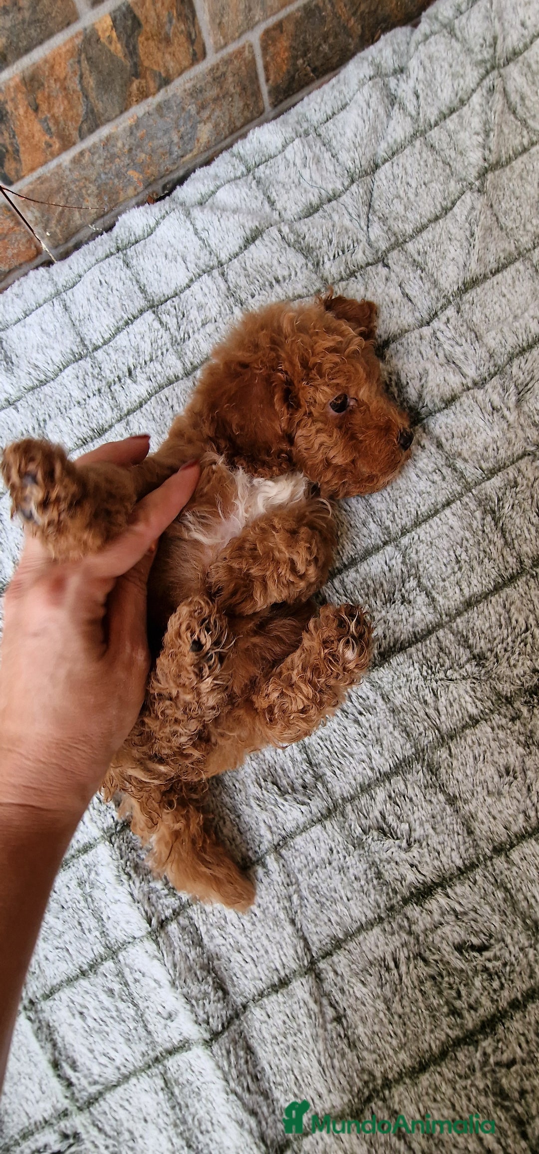 Caniche Toy perros en venta: MACHO ROJO PIMENTÓN  - Imagen 2