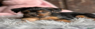 Yorkshire Terrier Cachorro 3
