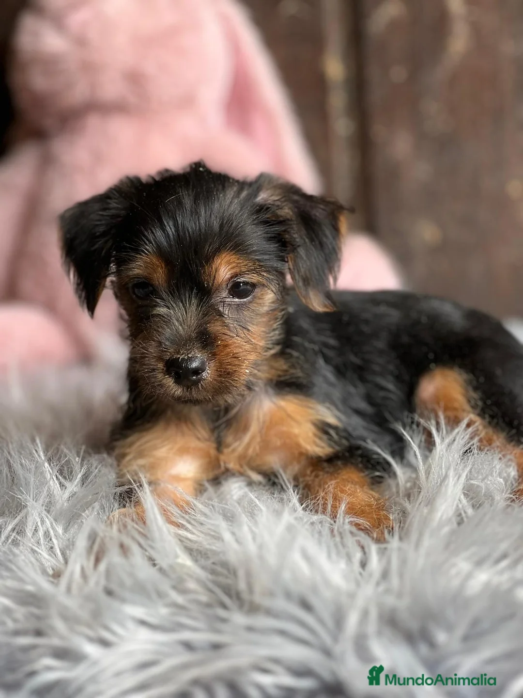 Yorkshire Terrier perros en venta: Yorkshire terrier - Anuncio 6