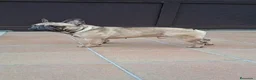 Bulldog Francés perros en venta: Cachorros Bulldog Frances - Anuncio 3