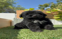 Perro de Agua Español perros en venta: PERRO DE AGUA ESPAÑOL MACHO - Imagen 16
