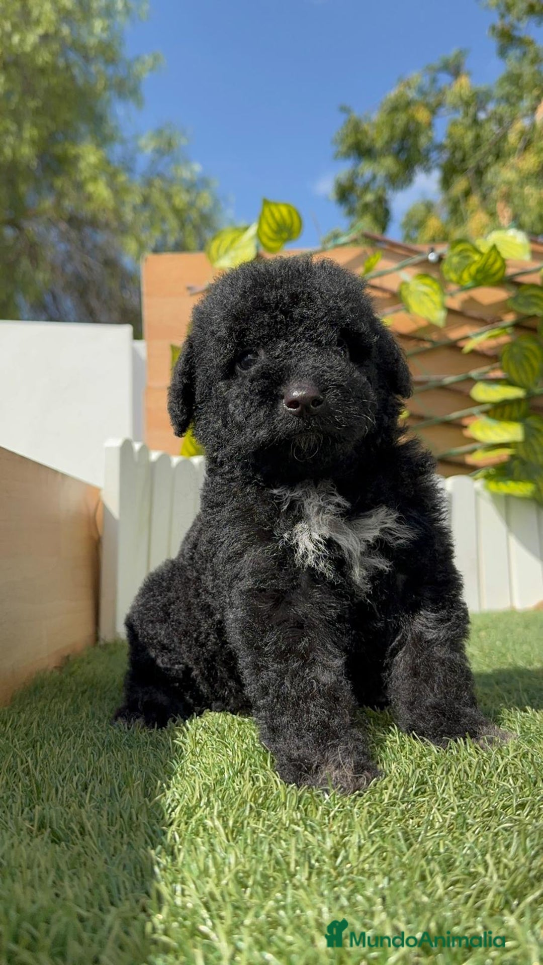 Perro de Agua Español perros en venta: PERRO DE AGUA ESPAÑOL MACHO - Imagen 16