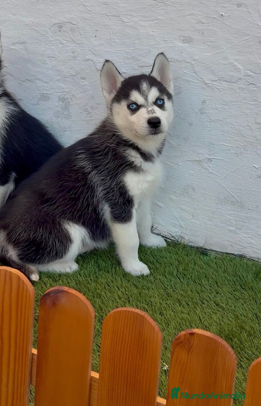 Husky Siberiano perros en venta: Husky siberianos  - Anuncio 7