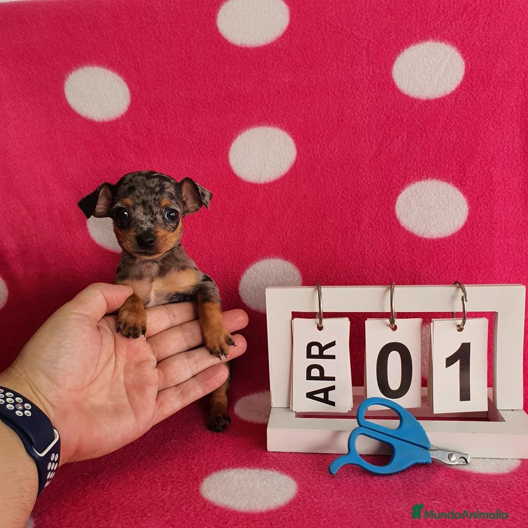 Ratón de Praga perros en venta: Ratón de Praga merlé  - Anuncio 1