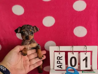 Ratón de Praga perros Ratón de Praga merlé - Anuncio 1