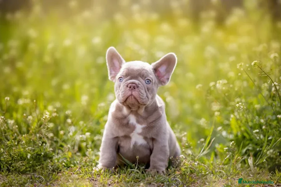 Bulldog Francés perros en venta: BULLDOG FRANCES ( TODA ESPAÑA )  - Imagen 6