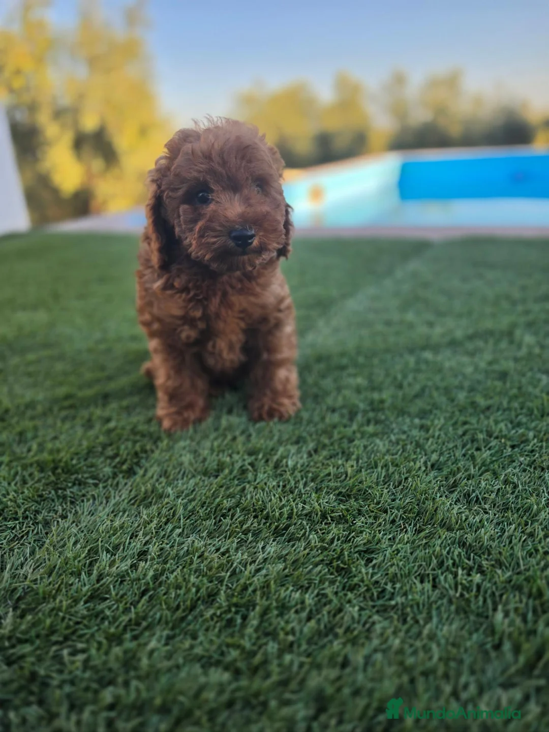 Caniche Enano perros en venta: CANICHE TOY - Anuncio 1