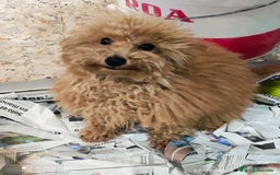 Caniche Toy perros en venta: Caniche toy rojo  - Imagen 2