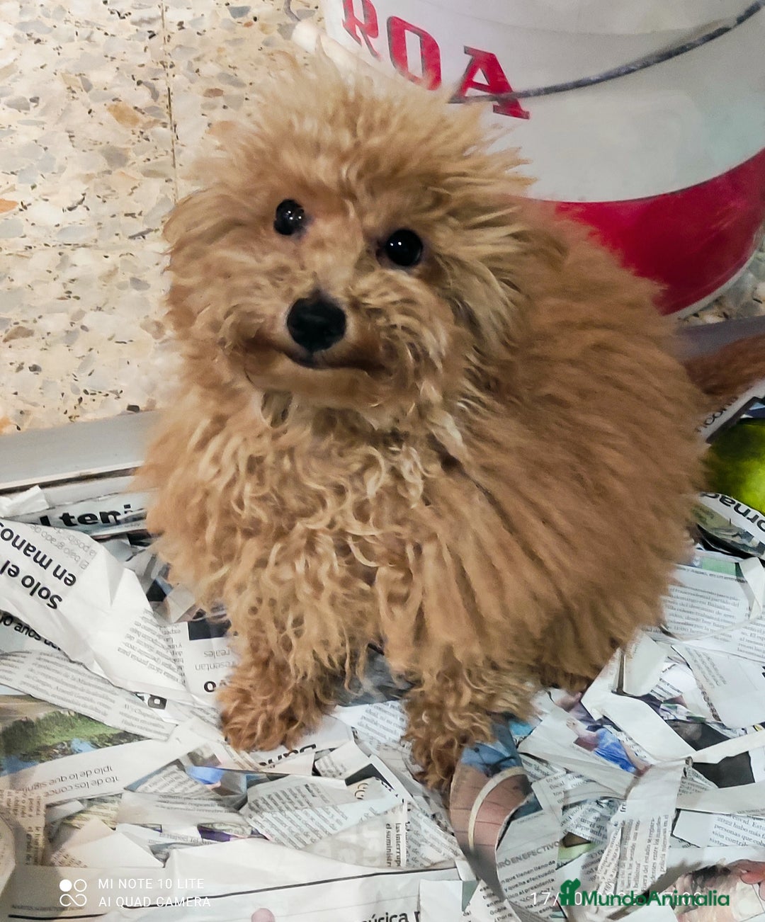 Caniche Toy perros en venta: Caniche toy rojo  - Imagen 2
