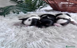 Yorkshire Terrier perros en venta: YORKSHIRE BIEWER HEMBRAS - Anuncio 15