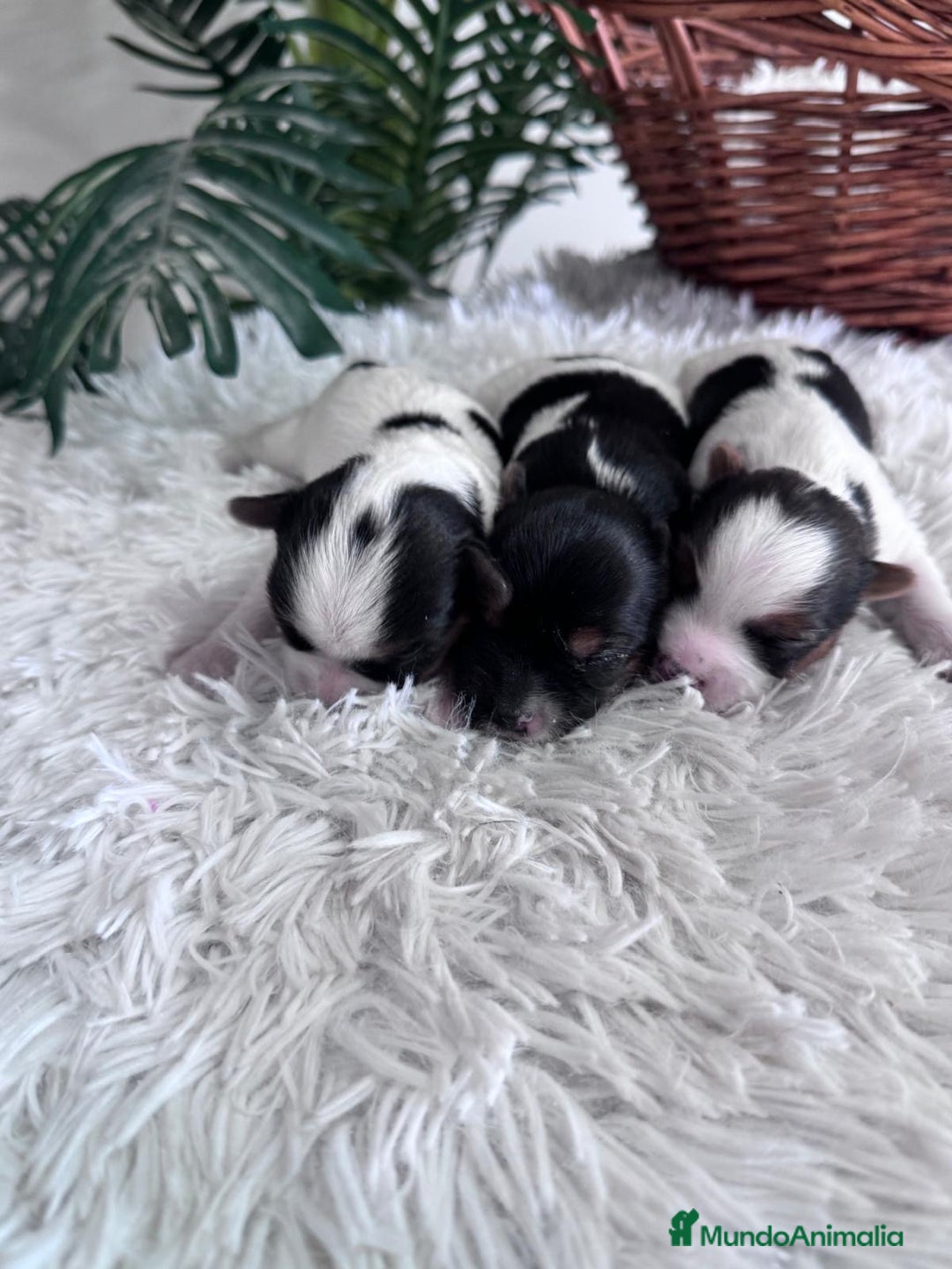 Yorkshire Terrier perros en venta: YORKSHIRE BIEWER HEMBRAS - Anuncio 15