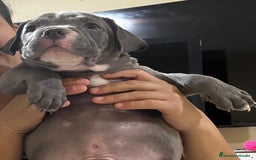 American Bully perros en venta: Cachorros de American Bully. - Imagen 1