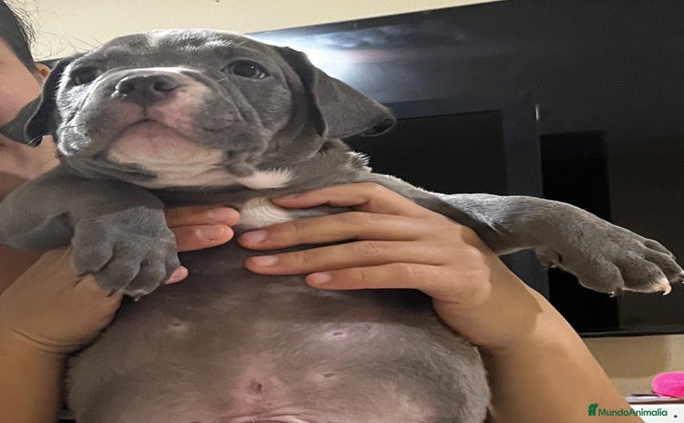 American Bully perros - Anuncio 11