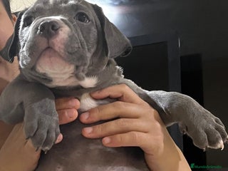 American Bully perros - Anuncio 6