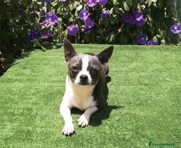 Chihuahua perros CACHORROS CHIHUAHUA - Anuncio 2