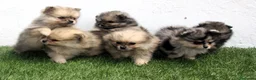 Pomerania perros en venta: Pomerania - Anuncio 11
