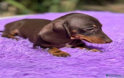 Teckel Miniatura perros en venta: Teckel miniatura  - Imagen 7