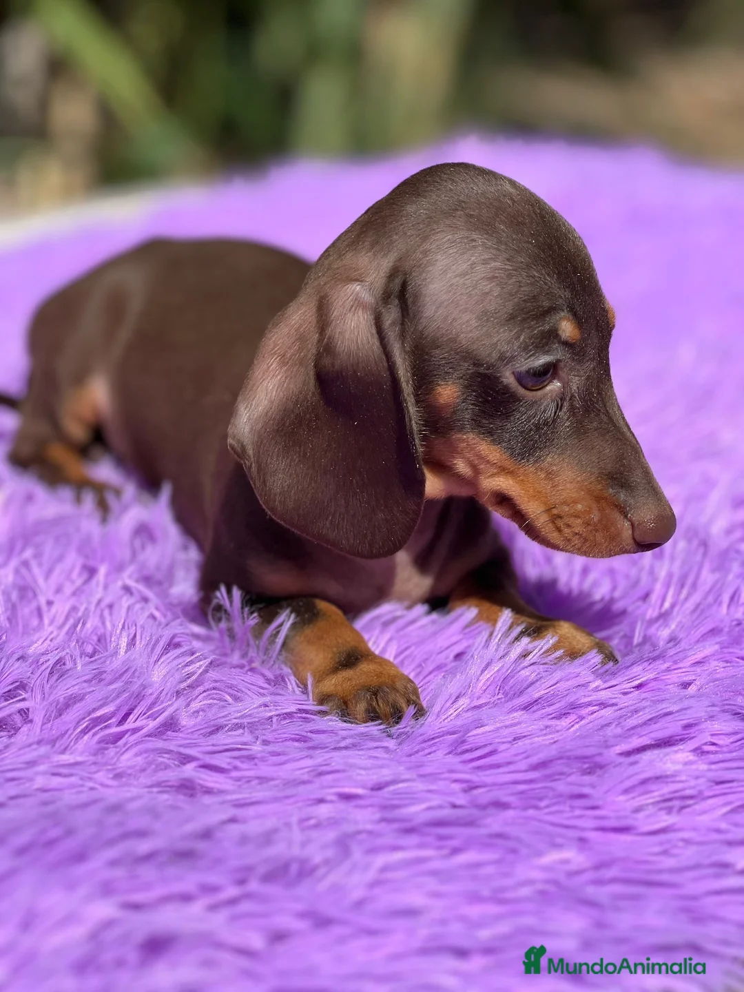 Teckel Miniatura perros en venta: Teckel miniatura  - Anuncio 7