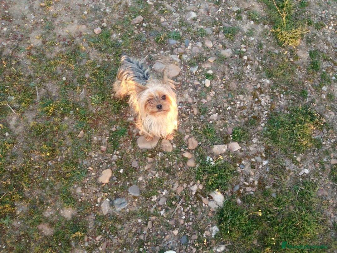 Yorkshire Terrier perros en venta: Yorkshire miniatura en Badajoz - Anuncio 2