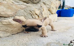 Bulldog Francés perros en venta: Bulldog frances - Imagen 3