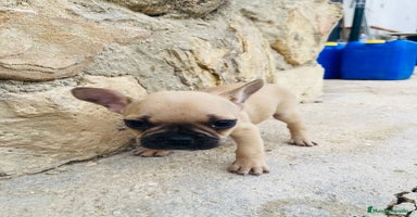 Bulldog Francés perros - Anuncio 1