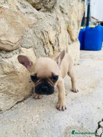 Bulldog Francés perros Bulldog frances - Anuncio 6