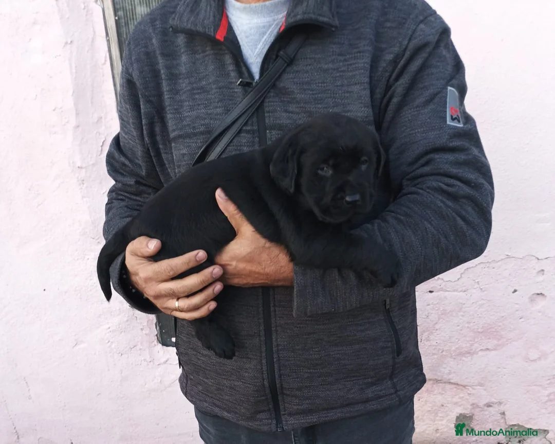 Labrador Retriever perros en venta: Cachorros de labrador negros - Anuncio 2