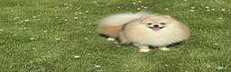 Pomerania perros en venta: Lulú de Pomerania - Anuncio 4