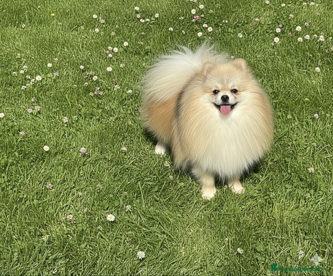 Pomerania perros en venta: Lulú de Pomerania - Anuncio 4