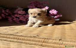 Maltipoo perros en venta: Maltipoo hembra Toy  - Imagen 8