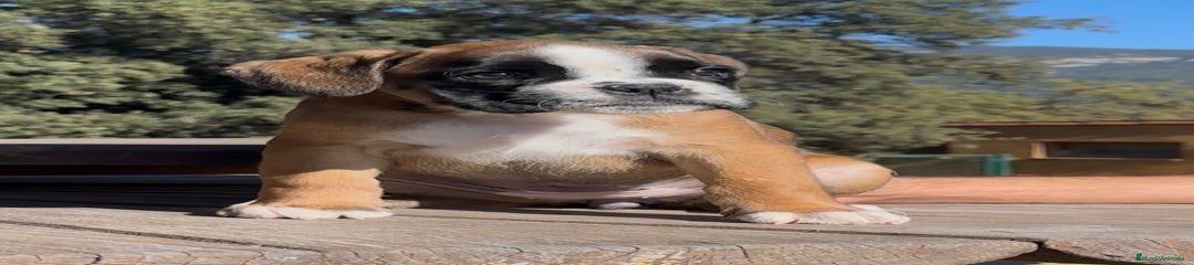 Boxer Cachorro 1