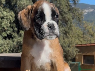 Boxer perros - Anuncio 2