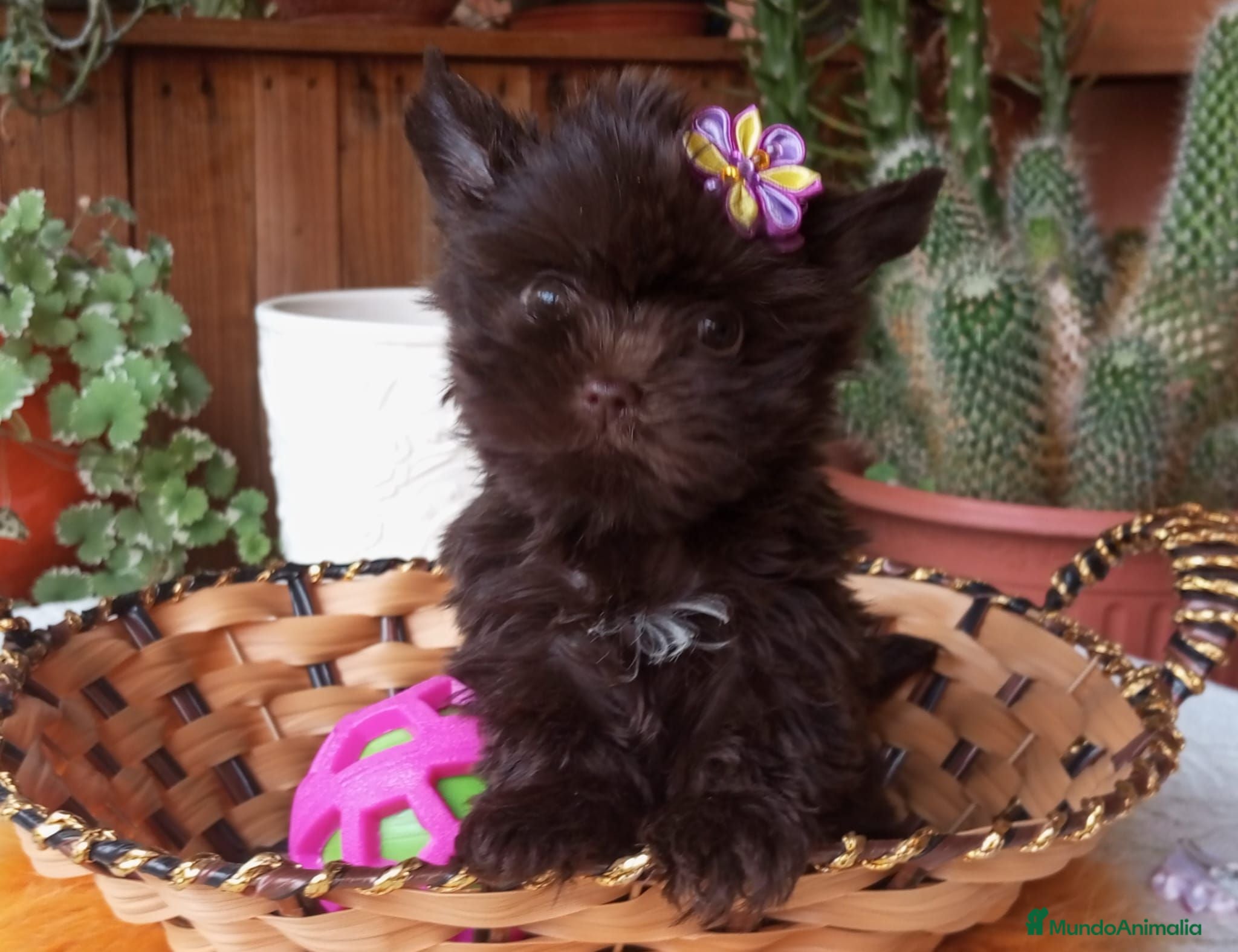 Yorkshire Terrier perros Hembra Yorkshire Miniatura - Anuncio 27