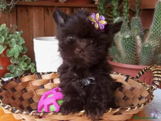 Yorkshire Terrier perros Hembra Yorkshire Miniatura - Anuncio 27