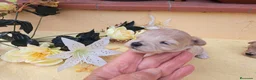 Maltipoo perros en venta: Maltipoo - Anuncio 10