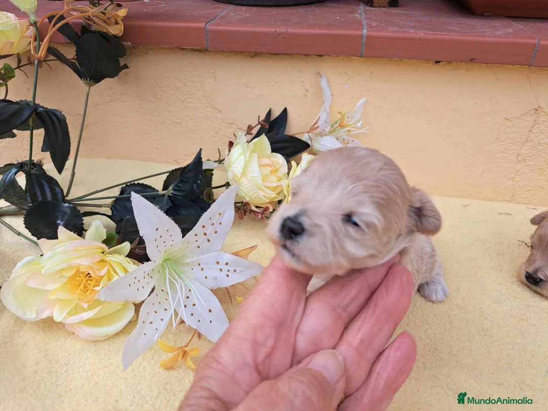 Maltipoo perros en venta: Maltipoo - Anuncio 10