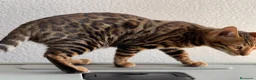 Bengalí gatos en venta: Hembra Bengalí de Alta Calidad - Anuncio 10