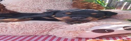 Rottweiler perros en venta: Bebés Rottweiler  - Anuncio 5