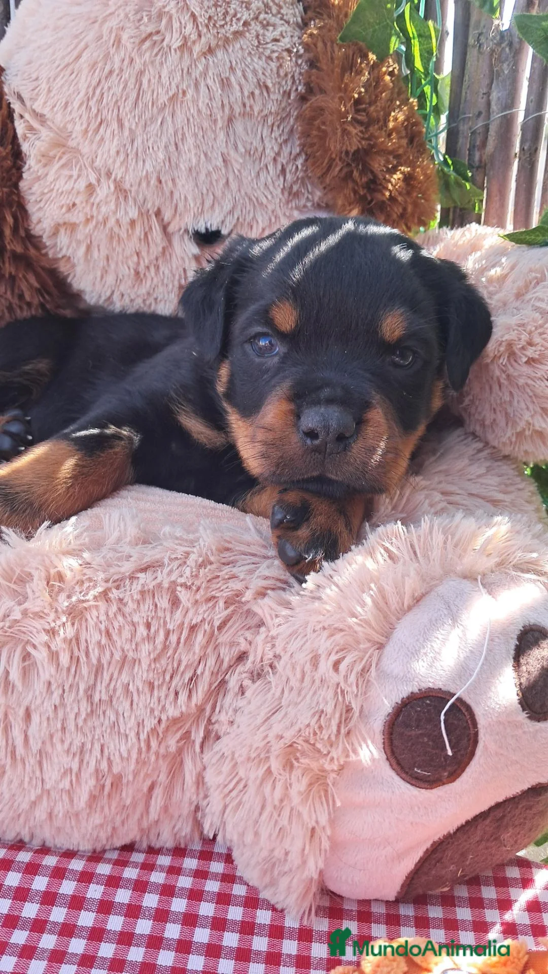 Rottweiler perros en venta: Bebés Rottweiler  - Anuncio 5