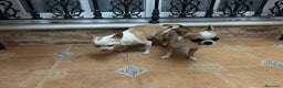 Chihuahua perros en venta: Chihuahua toy cabeza de manzana  - Anuncio 1
