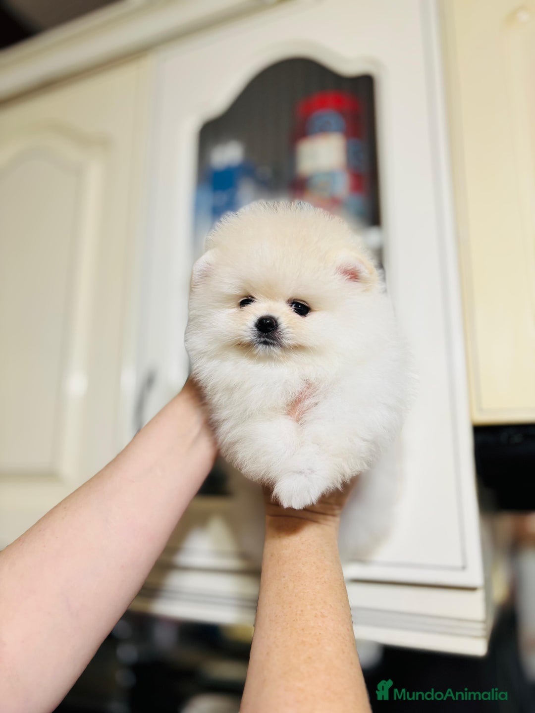 Pomerania perros en venta: Pomeranian rusos  - Anuncio 3
