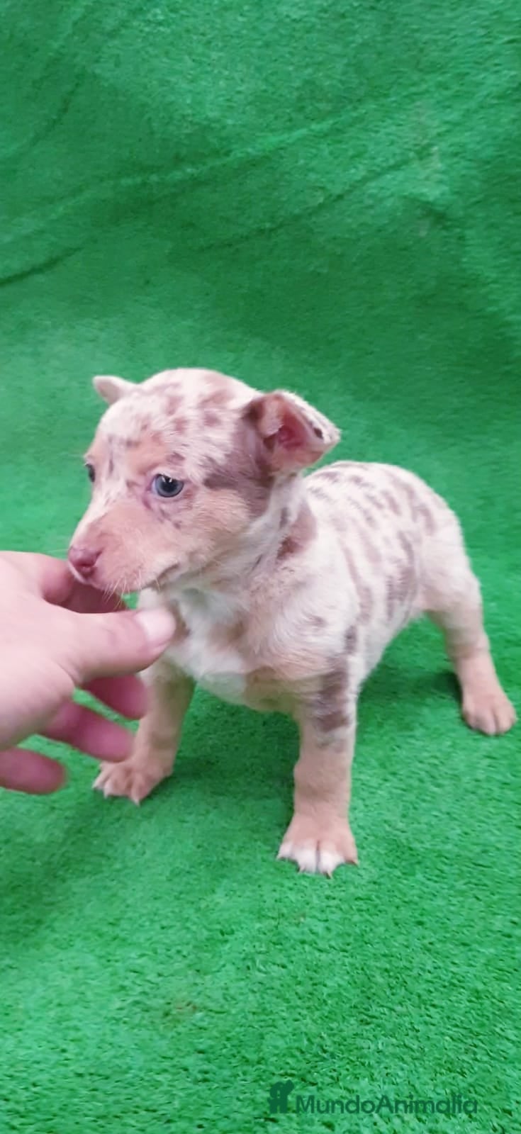 Raza Mixta perros # Chihuahua _ Pincher # - Anuncio 1