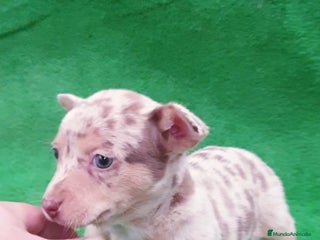 Raza Mixta perros # Chihuahua _ Pincher # - Anuncio 1