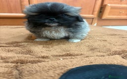 Shih Tzu perros en venta: Shih tzu macho  - Imagen 3