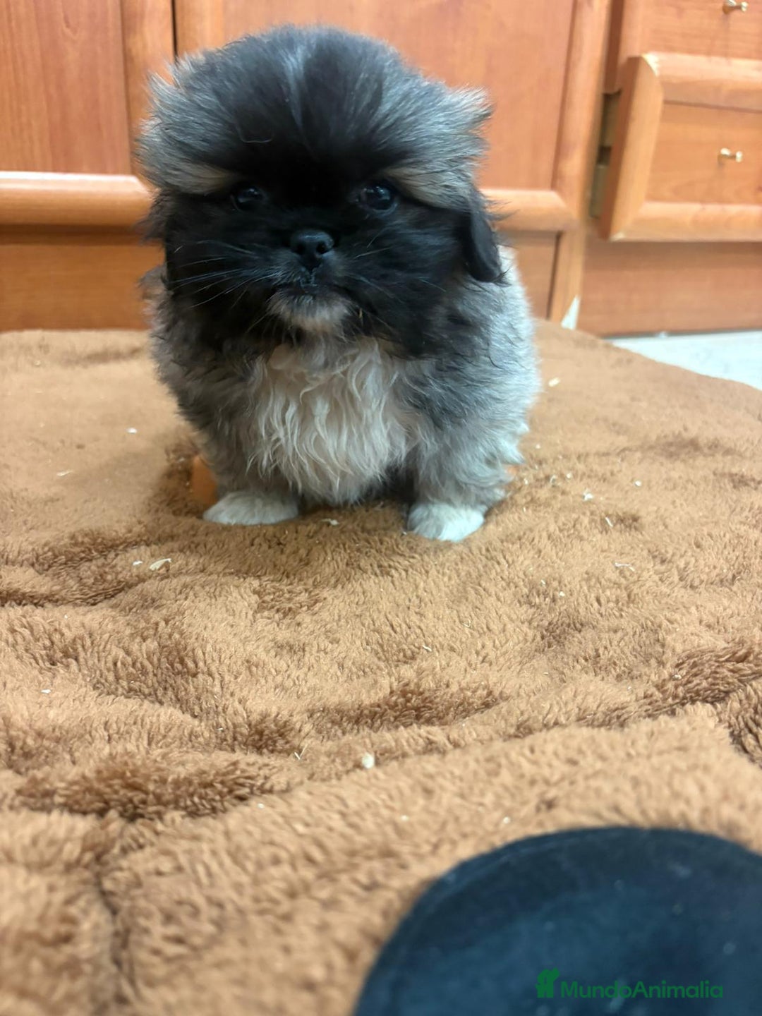 Shih Tzu perros en venta: Shih tzu macho  - Imagen 3