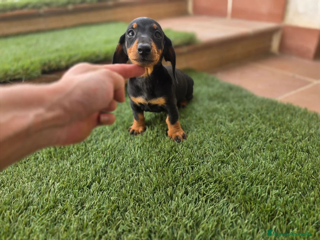 Teckel Miniatura perros en venta: TECKEL MINIATURA  - Anuncio 1