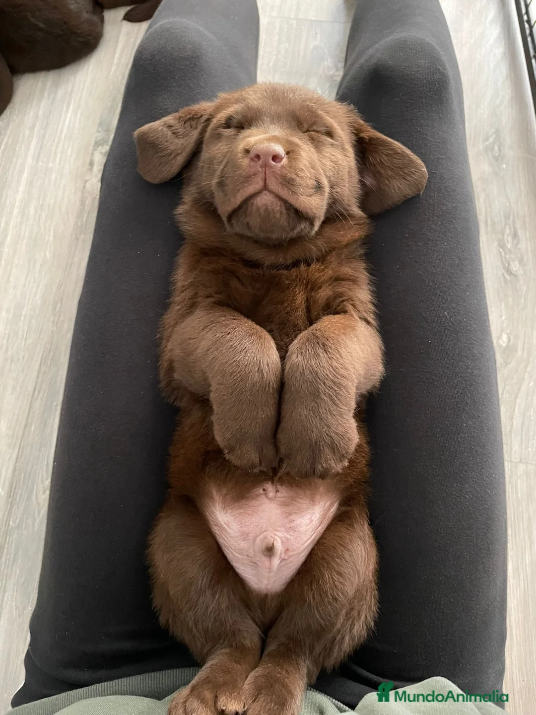 Labrador Retriever perros en venta: Cachorro Labrador chocolate  - Anuncio 5