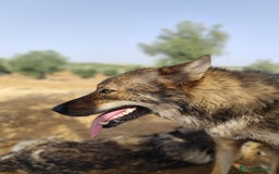 Perro Lobo Checoslovaco perros en venta: Perro lobo checoslovaco - Imagen 5