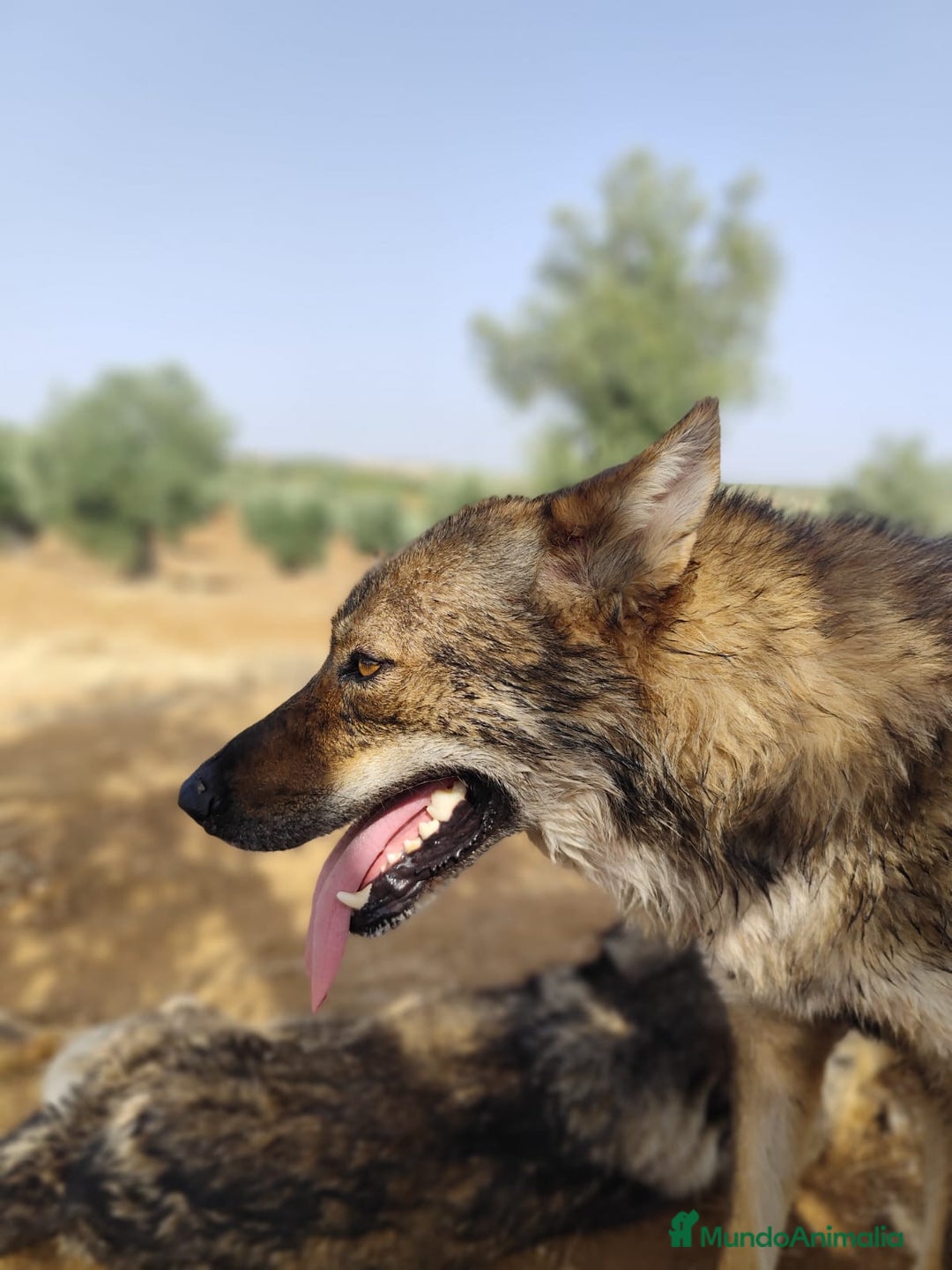 Perro Lobo Checoslovaco perros en venta: Perro lobo checoslovaco - Imagen 5