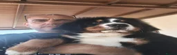 Boyero de Berna perros en venta: Boyero de berna  - Anuncio 10